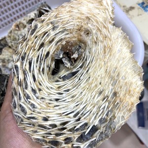 野生中号刺龟皮海胆皮刺豚皮海刺猬干货煲汤阳江特产刺龟鱼皮500g