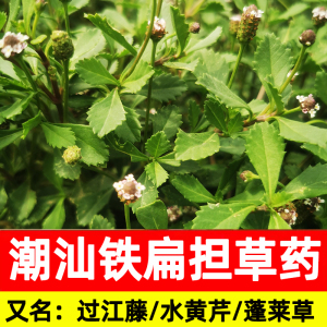 潮汕铁扁担中草药 过江藤 过江龙 水马齿笕 鸭脚板 苦舌草 蓬莱草
