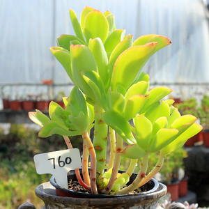 柠檬卷 多肉植物 一物一拍 大型品种 很大一颗 果冻黄色