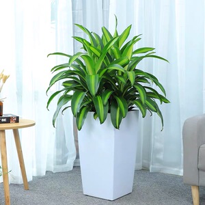 大连金心美人铁室内开业办公室盆栽巴西铁绿植时来运转吸甲醛净化