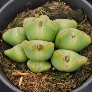 大型红边少将一物一拍蟹钳赤耳紫橙花巨将肉锥番杏科阳台多肉植物