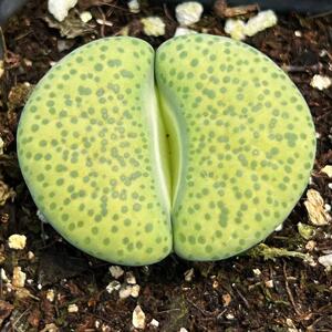 绿微纹玉生石花大颗一物一拍c363紫勋日轮寿丽玉趣味番杏多肉植物