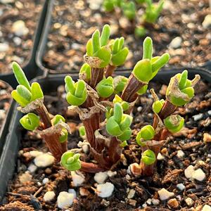 枝干兔子一物一拍小兔子老桩兔耳朵肉锥花番杏阳台办公桌多肉植物