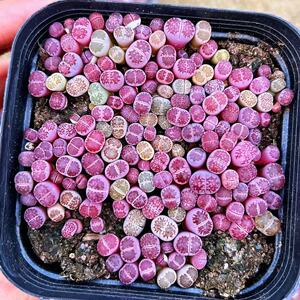 紫李夫人生石花整盆一物一拍套餐番杏科多肉植物紫贝饼干阳台盆栽