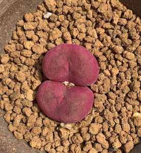 水蜜桃各色空卡佛sb1857窗台阳台好养多肉植物番杏科肉锥