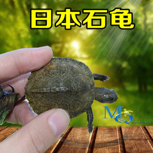 日本石龟苗活体日石龟杂草龟观赏龟草龟日石杂龟苗日本石龟杂草龟