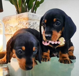 家养纯种腊肠犬幼犬铁包金腊肠黄色腊肠迷你款短毛狗宠物活体狗狗