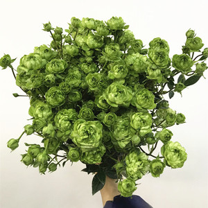 绿闪电多头小玫瑰 迷你小绿蔷薇 清新绿氧鲜花 生日礼物同城速递