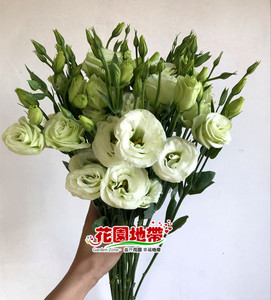 龙胆花