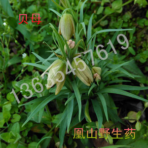 贝母种子