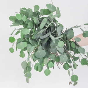 苹果叶尤加利圆叶配花鲜花云南直发花卉基地斗南花市插花水养配叶