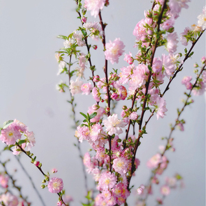 重瓣珍珠李切枝云南鲜花基地直发花束家用水培水养斗南粉樱花枝条