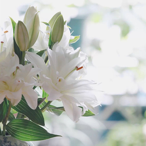 多层百合花鲜花