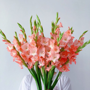 00上佳之品淘宝剑兰鲜切花小苍兰剑兰粉色节