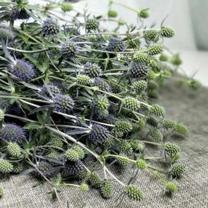 情人果可做干花配花鲜花云南直发昆明基地斗南花市插花花卉小刺芹