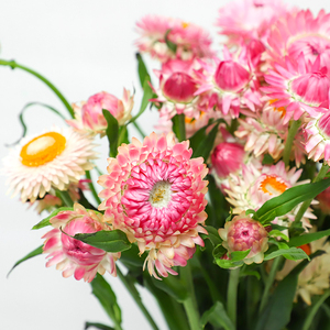 麦秆菊新鲜云南昆明斗南鲜花基地直发花束家用真花水养鲜切花干花