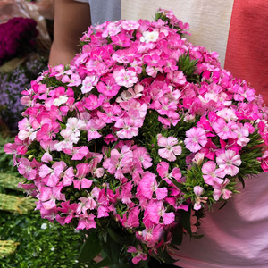 粉色相思梅鲜花云南昆明斗南鲜花基地直发花束花卉家用水养鲜切花