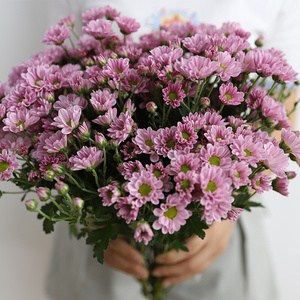 纽扣菊罗西粉鲜花小雏菊小皱菊邹稚云南直发基地昆明斗南花市粉色