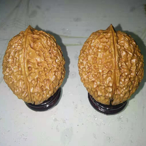 云南野生铁核桃
