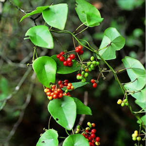 粪箕笃 千金藤 田鸡草 飞天雷公 犁壁藤畚箕草广西草药现采500克