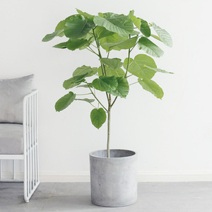 日本爱心榕盆栽 客厅大型绿植室内大叶植物室内阳台观叶花卉