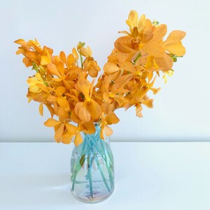 以花之名千代兰橘色鲜花洋兰万代兰直批顺丰上海插花婚庆水养鲜切