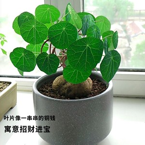 金线吊乌龟红藤绿藤血藤山乌龟金不换圆叶绿植盆景办公室趣味观叶