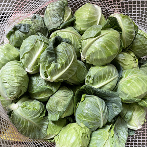 新鲜牛心包菜