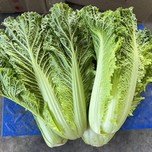 湖北农家自种新鲜蔬菜青麻叶白菜大白菜包心大白菜去老叶5斤包邮
