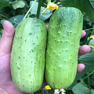 湖北宜昌农家自种当季蔬菜土黄瓜旱黄瓜黄皮黄瓜生吃新鲜吊瓜青瓜