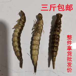 李文练淘宝水蟑螂冰冻金边龙虱新鲜冻水鳖水龟虫食用昆虫下酒菜顺丰