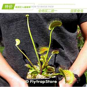 基地直销【铁塔巨人捕蝇草】食虫植物猪笼草驱蚊草多肉绿植盆栽