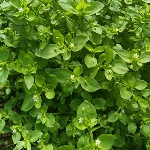 新鲜繁缕草鸡肠草滋草鹅肠菜鹅儿肠中草药蘩缕草500g现挖包邮