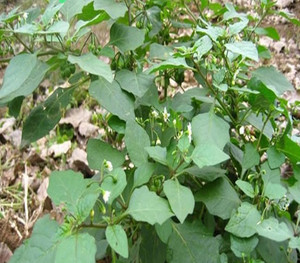 龙葵苗 现摘新鲜龙葵果 嫩龙葵苗 龙葵根 天泡果 龙葵草 现摘