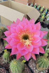 毛花柱飞碟仙女