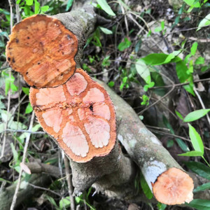 004人付款淘宝野生九龙藤500g过岗龙 药材龙须藤 九龙根 入骨丹 过江