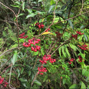 高山八角金龙根 大罗伞根 朱砂根 金玉满堂根 黄金万两根 500g