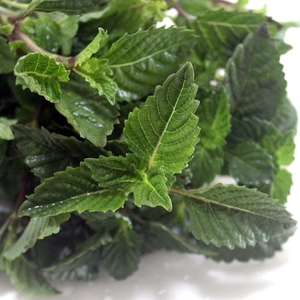 9031人付款淘宝包邮凉粉草新鲜凉粉草绿凉粉草广东凉粉草湿凉粉草凉粉