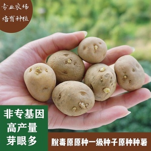 土豆种 高产黄心白心早熟晚熟洋芋种甘肃定西马铃薯5斤包邮