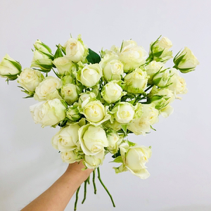 鲜花云南直发多头初雪白玫瑰方德鲜花昆明蔷薇花泡泡玫瑰直批顺丰