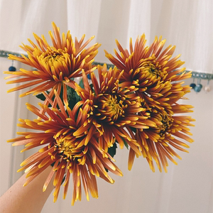 烟花菊鲜花插花长花期咖啡色云南基地昆明斗南花市鲜切花家养顺丰