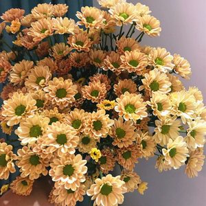 香槟小雏菊鲜花香槟菊云南昆明直发生日家用同城室内洋甘菊花顺丰