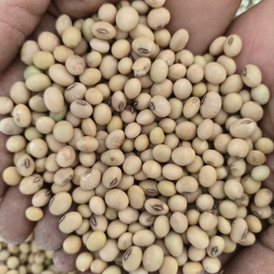 黄豆农家自种老品种大豆2023年新黄豆非转基因本地新鲜干黄豆种子