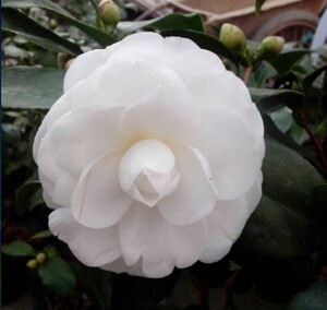华少园艺淘宝白雪塔茶花纯白色经典水晶白名贵新品种树苗盆栽进口