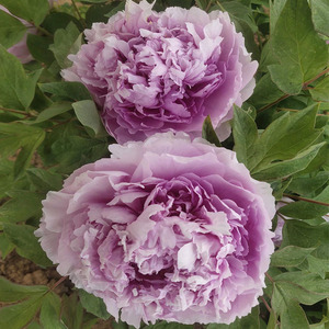 菱花湛露菏泽洛阳正宗牡丹花苗蓝色观赏重瓣大苗树苗庭院盆栽花卉