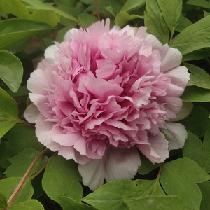 银粉金鳞菏泽正宗牡丹花苗粉红色观赏重瓣大苗树苗庭院盆栽带花苞