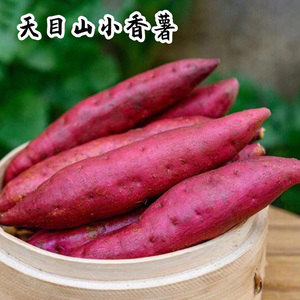 临安小香薯正宗杭州天目山板栗红薯新鲜现挖真正农家种植番薯5斤
