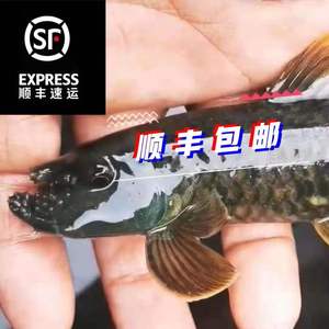 东方墨头鱼狮子鱼麒麟头原生鱼冷其它水族宠物除澡工具活鱼异形鱼