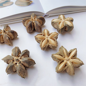 南美星油藤干果材料植物标本相框手工干花材料陈列装饰干果印加果