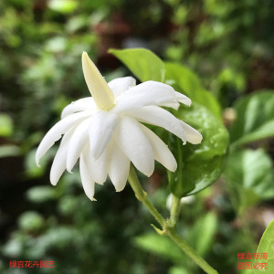 正品重瓣笔尖茉莉花苗盆栽阳台庭院芳香多花重笔茉莉树苗